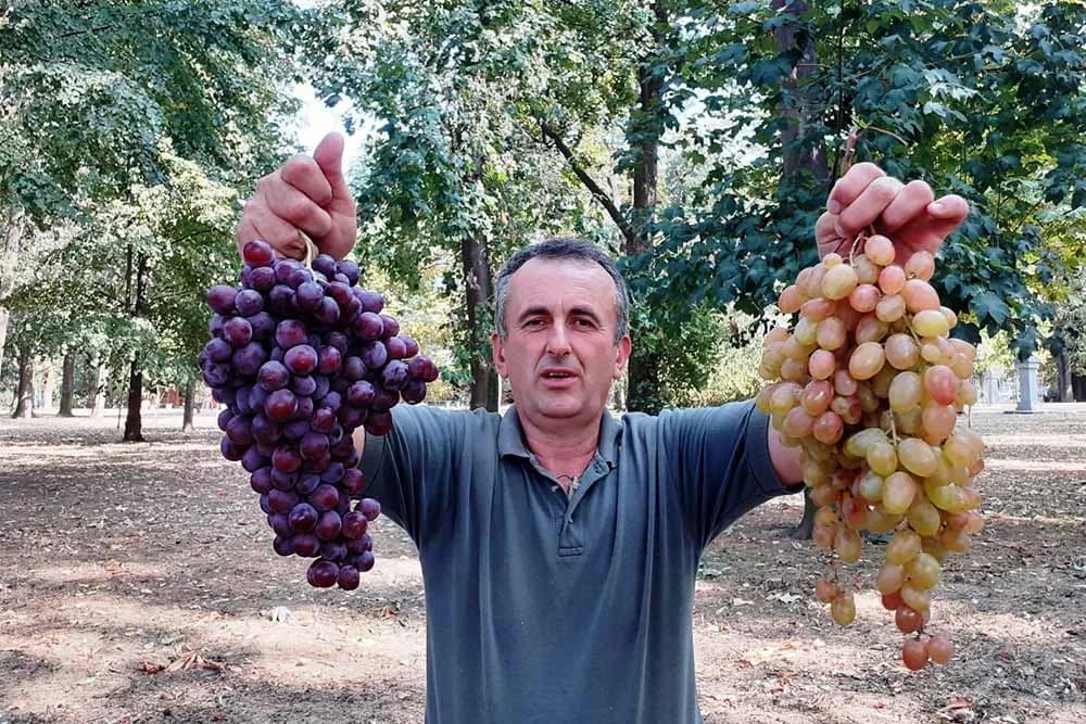 sorte grožđa
