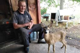 Srndaća Jelenka preko cucle hrani lovac - Mališan ga ne ispušta iz vida, pije litar i po mlijeka dnevno