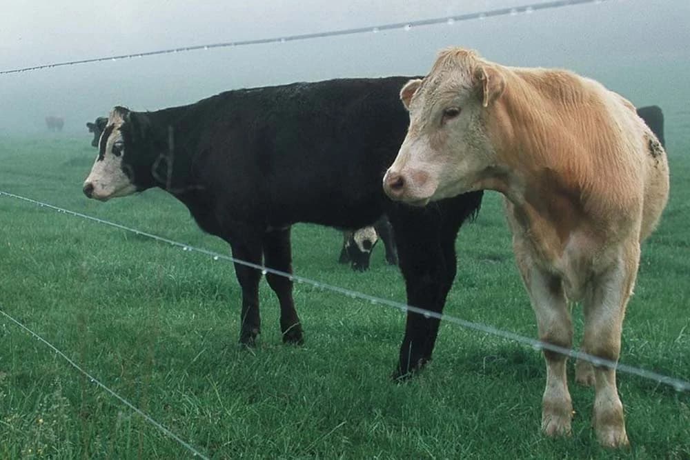 krave
