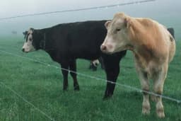 Kako naučiti krave na električnu ogradu?