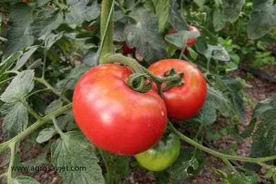 Paradajz