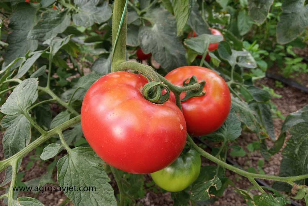 Paradajz