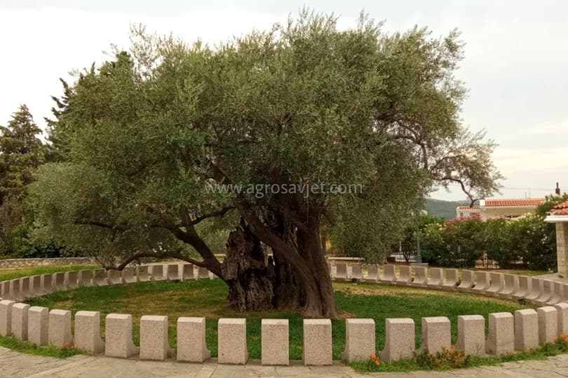 stara maslina u Baru