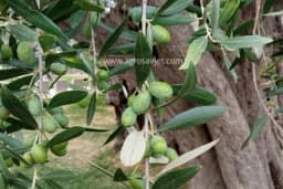 Bez pravilne rezidbe i navodnjavanja u budućnosti možemo zaboraviti na uzgoj maslina