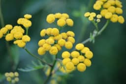 Kako je BiH postala najveći proizvođač smilja na svijetu pa doživjela potpuni krah