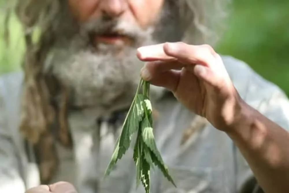 Naučite kako se jede ŽIVA KOPRIVA i direktno unesite vitamine - Bodlje se uklanjaju jednostavnim potezom