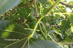 Gajenje smokve - Novembar je mjesec za sadnju