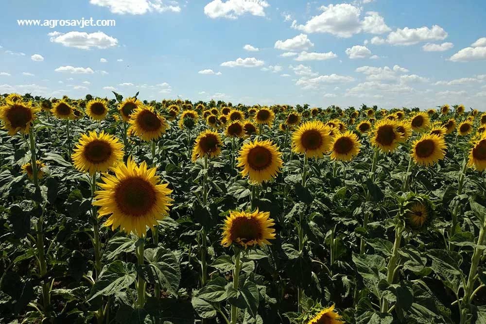 Suncokret