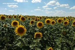Optimalno vrijeme sjetve suncokreta