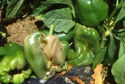 Bakteriozna vlažna trulež - Bolest koja napada plodove povrća