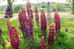 Vučika - Biljka koja đubri zemlju azotom