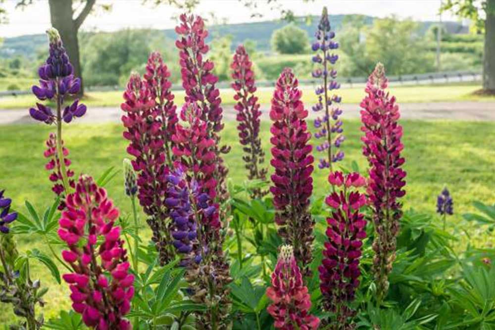 Vučika - Biljka koja đubri zemlju azotom