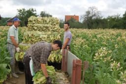 Berba duvana na poljima u Semberiji i Posavini - Podbacili i kvalitet i rod