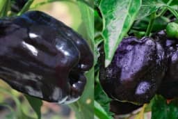 CRNA BABURA - Rijetka sorta paprike idealna za svježe konzumiranje