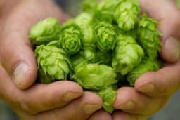 Hmelj - Odličan izbor u borbi protiv nesanice