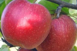 Novi klonovi sorte Gala jabuke su hit na tržištima