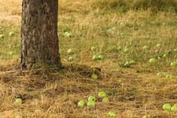 Njega voćnjaka nakon berbe - Jesenji radovi u voćnjaku