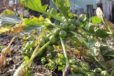 Kelj pupčar se sada sadi - Evo koji su uslovi neophodni za uspijevanje
