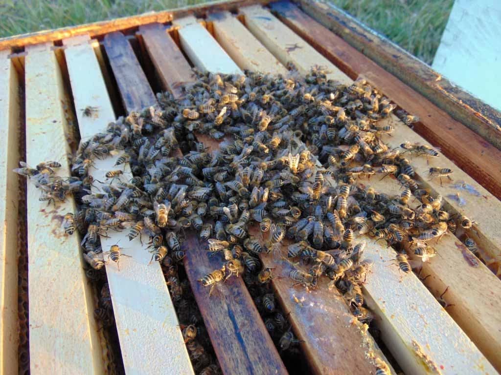 pčelinje klube
