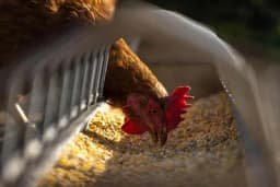 Vodič za uzgoj koka nosilja - Optimalni uslovi u objektu za uzgoj