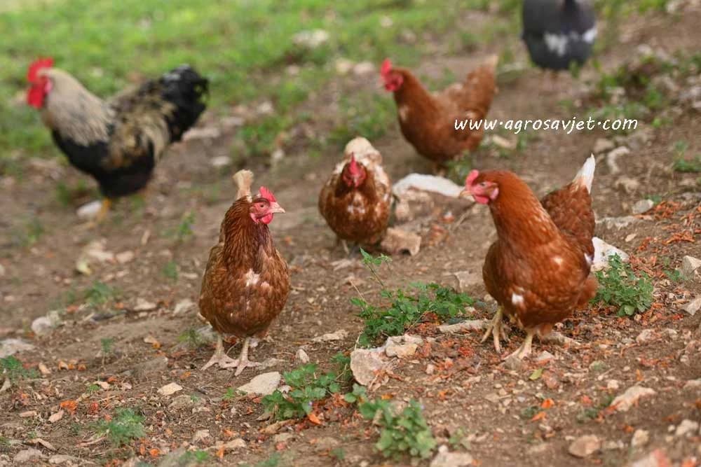 kokoške