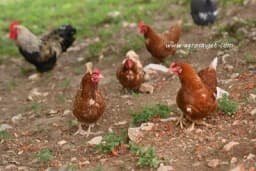 Šta je sve neophodno da bi kokoške nosile više jaja