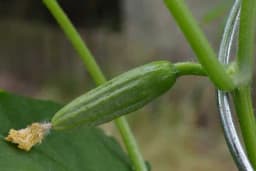 Nećete vjerovati kolika je zarada od kornišona