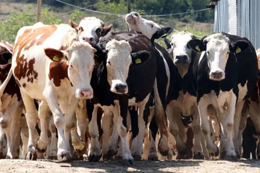 Stočari na mukama - Presušila hrana za stoku, farmama u BiH prijeti katanac