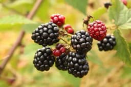 Podizanje zasada kupine - Korisni savjeti za početnike