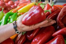 Paprika kurtovska kapija - Sjeme, uzgoj, prinos