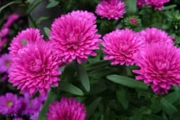 LIJEPA KATA - Kako se gaji cvijet koji su naše bake obožavale?