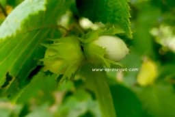 Lješnik bez pesticida: Kako uzgojiti zdrav plod uz pomoć ptica