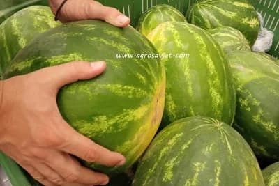 PET koraka do savršenog odabira SOČNE LUBENICE /VIDEO/