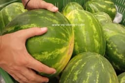 Uvoz lubenice i dinje 40 puta veći od izvoza