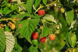 Berači u malinjake neće bez 100 KM “Nedostatak radne snage utiče na poslovanje”