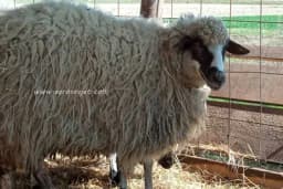 Vuna umjesto stiropora: Inovativno rješenje iz Srbije osvaja svijet