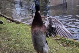 Ljudi ne vjeruju da je ova ogromna patka stvarna