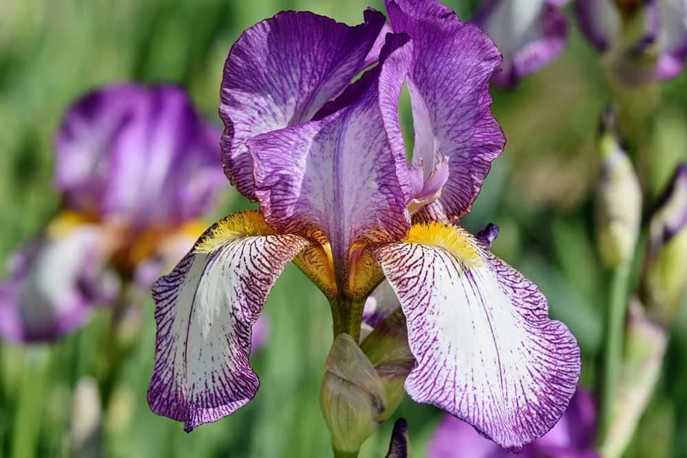 iris