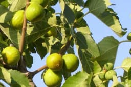 SMOKVA PETROVAČA - Najranija sorta, krupnih plodova