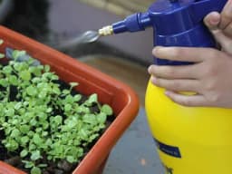 Prirodni insekticidi – zaštita biljaka bez hemikalija