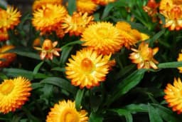 Šuškavac - Ovaj cvijet daje bukete koji mogu da traju cijele zime