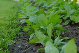 Zašto je jesenja sjetva spanaća bolja od proljetne?