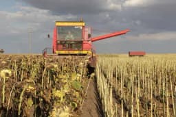 Kako smanjiti osipanje zrna suncokreta pri žetvi?