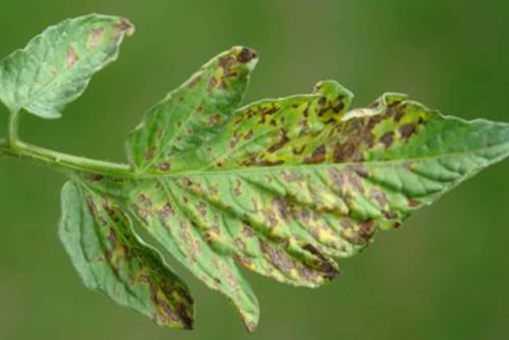 virus mozaika duvana