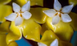 Najskuplje SOBNO CVIJEĆE na svijetu, a nešto slično svi imamo u domovima!