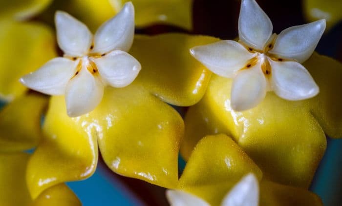 Najskuplje SOBNO CVIJEĆE na svijetu, a nešto slično svi imamo u domovima!