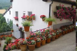 Kada se unose sobne biljke?