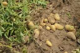 Ne ostavljajte krompir na njivi da se suši