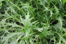 Mizuna - Biljka koja ima ukus senfa i odlična je kao zimska salata