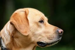 Zašto psi naginju glavu u jednu stranu kada im pričamo